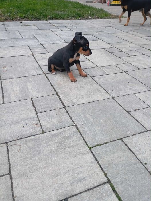 Pińczer miniaturowy