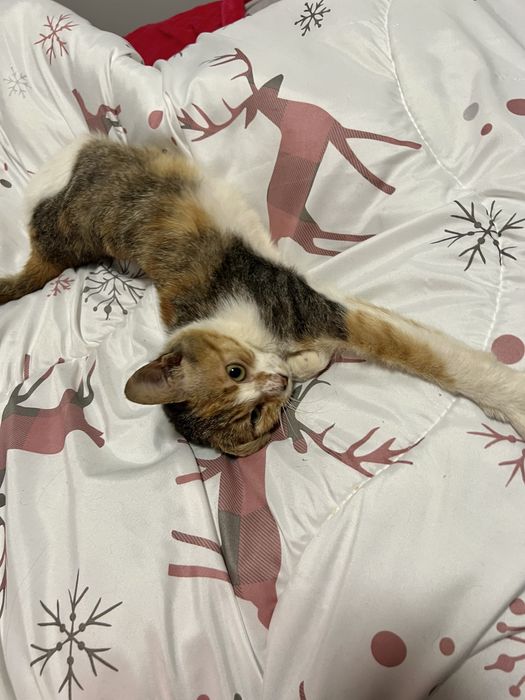 Bambi - mały tulasek szuka swojego człowieka.