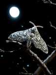 spinka klamra do włosów ćma nocny motyl moon gothic emo fantasy fairy