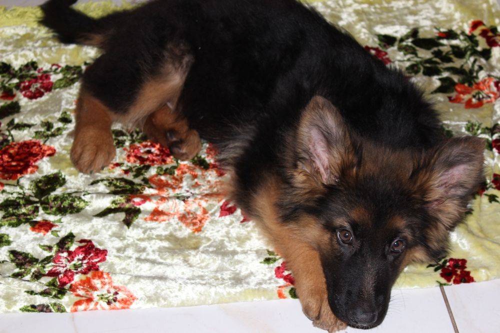 Німецька довгошерста вівчарка КСУ