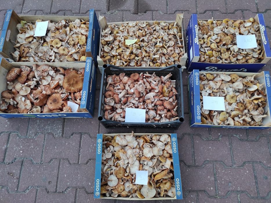 Sprzedam uzbieram grzyby opieńki