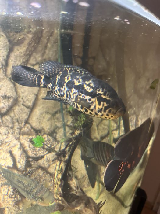 Parachromis managuensis Pielęgnica managuańska