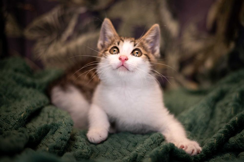 Uroczy bracia do adopcji!