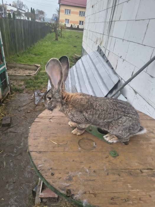 Samiec Olbrzym belgijski