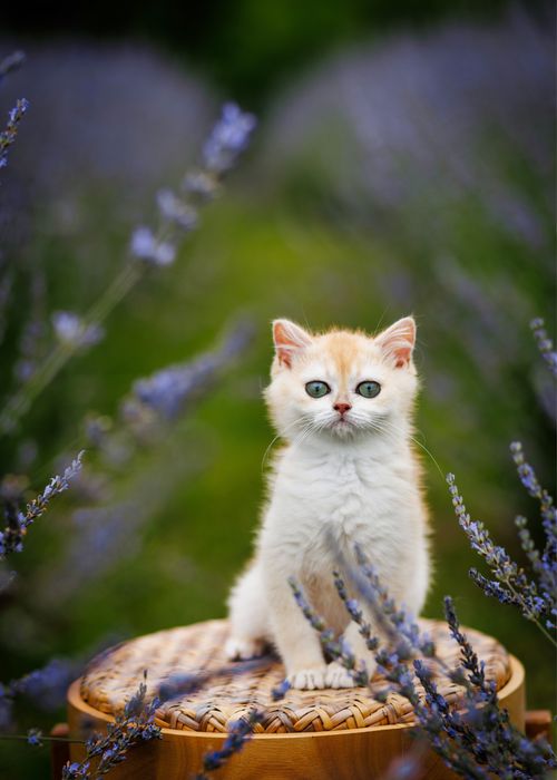 Kotka Brytyjska legalna hodowla  FPL