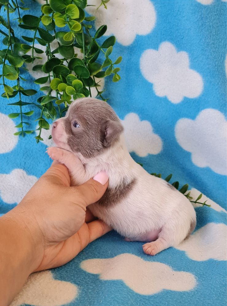 Excecional Chihuahua/chihuahua de Qualidade