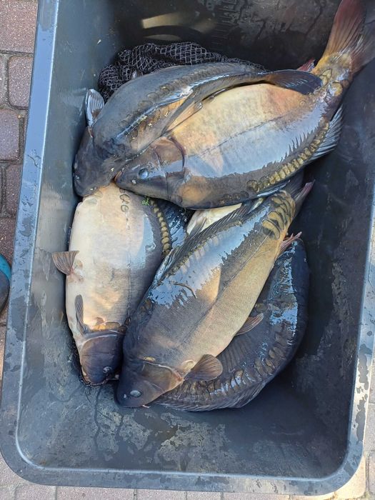 Karp zarybieniowy od 3 do 6 kg sztuka