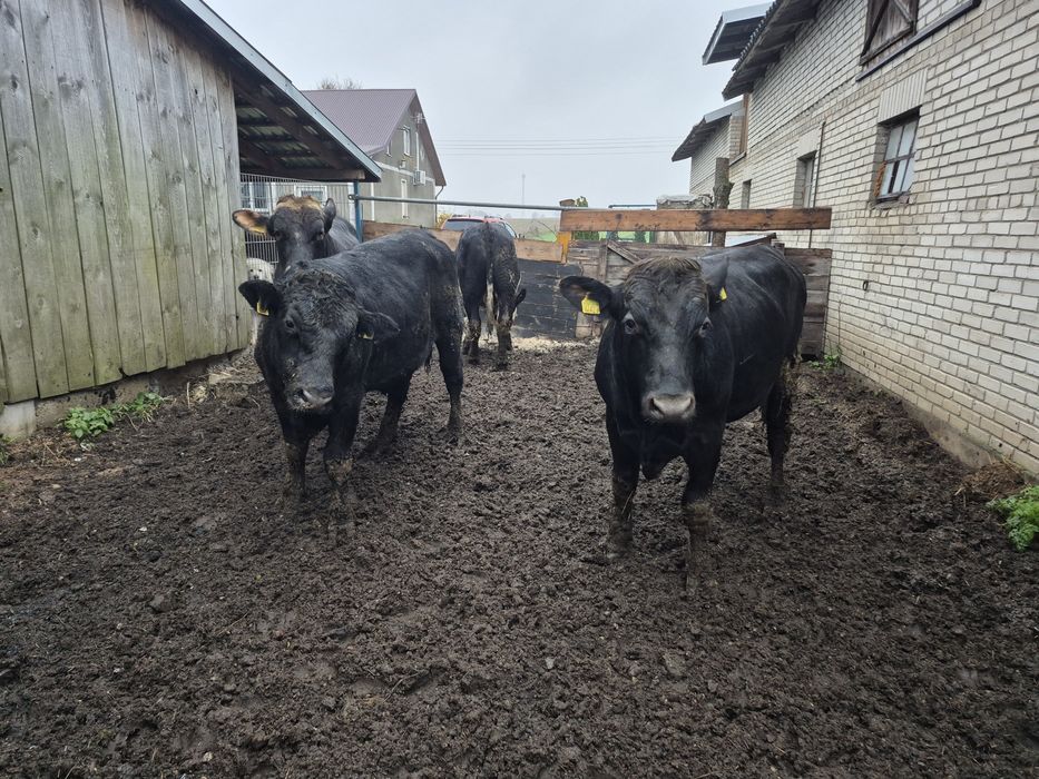 Sprzedam byki miesne wiek 16 miesiecy