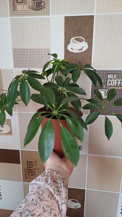 Шефлера кімнатна квітка