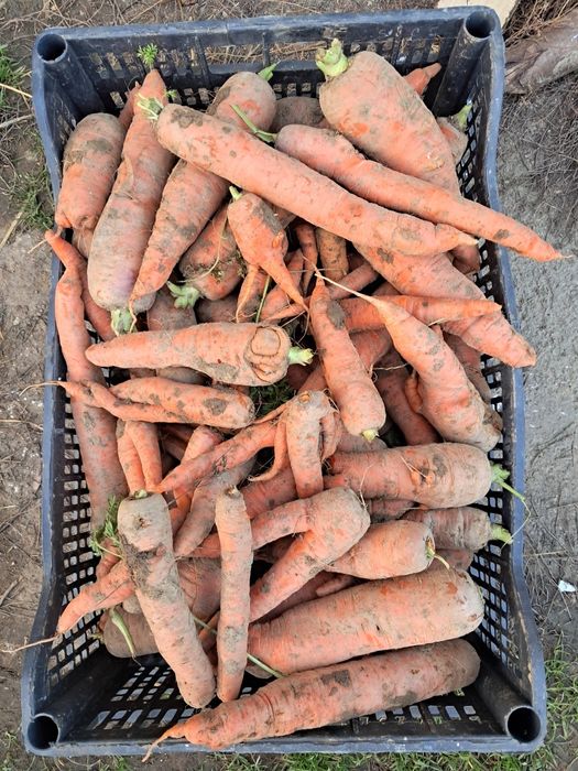 Marchew drugiego sortu