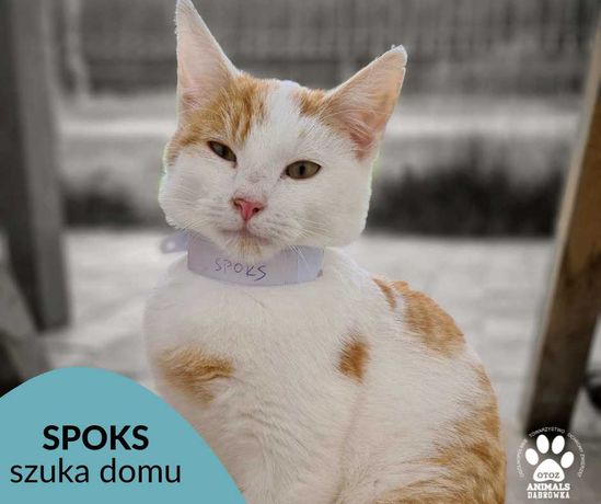 Znaleziono biało-rudego kota-Spoks gotowy do adopcji!