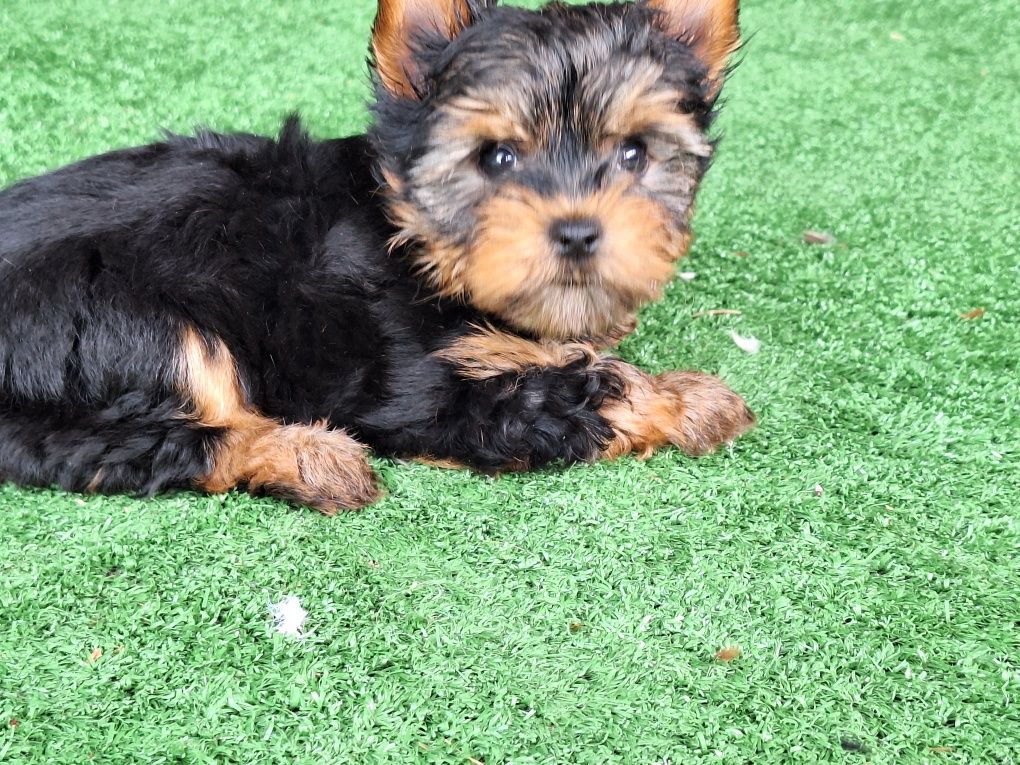 Yorkshire terrier miniaturowy z metryką