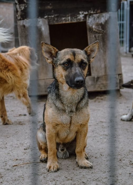 Te oczy proszą o nowy dom! Adoptuj Uszatka!