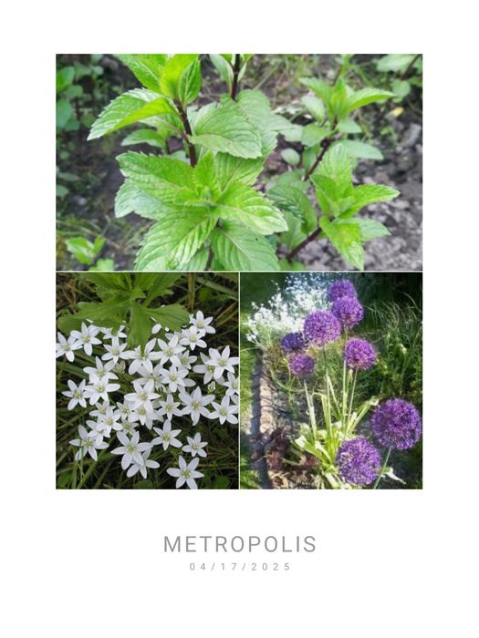 Садові     квіти