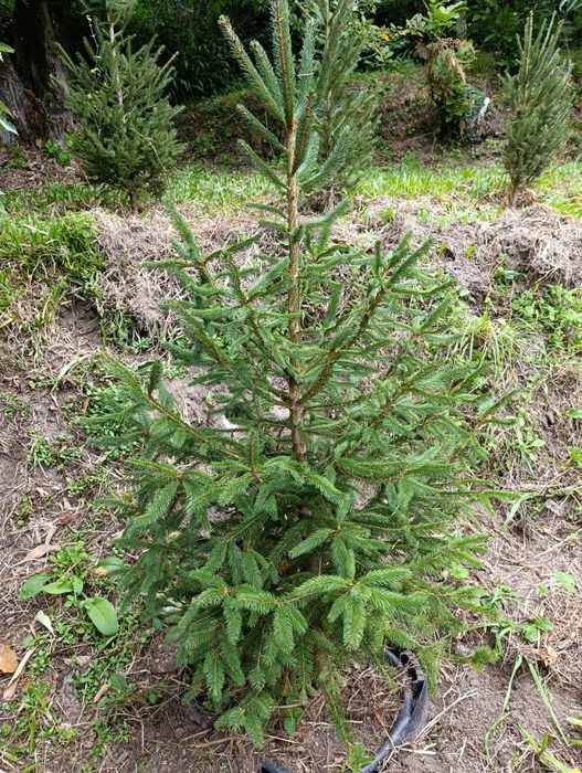 Árvore de Natal natural /Pinheiro de Natal