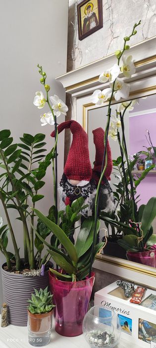 Продам орхідею!!!