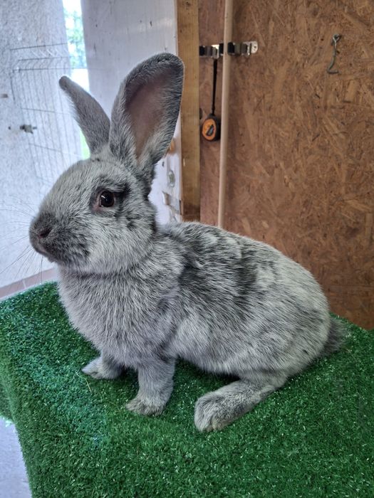 Królik WJS Samica