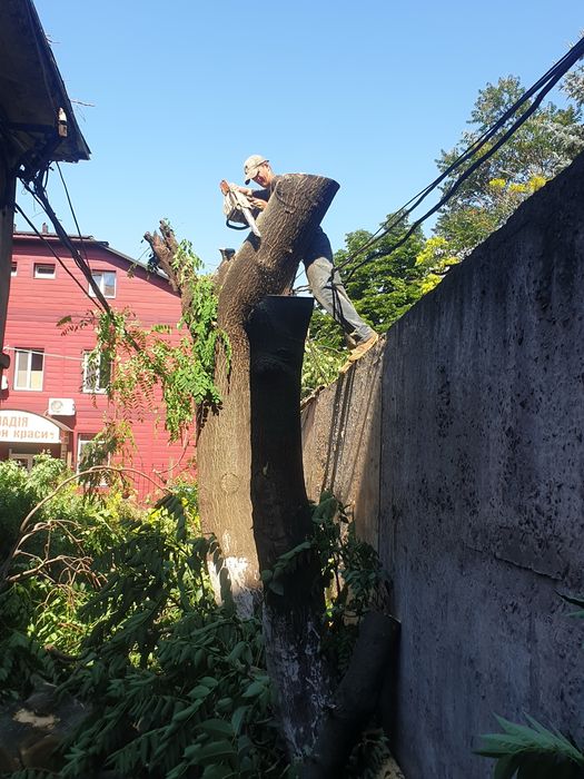 Спил дерев будь якої складності | Розчистка ділянок, вивіз сміття