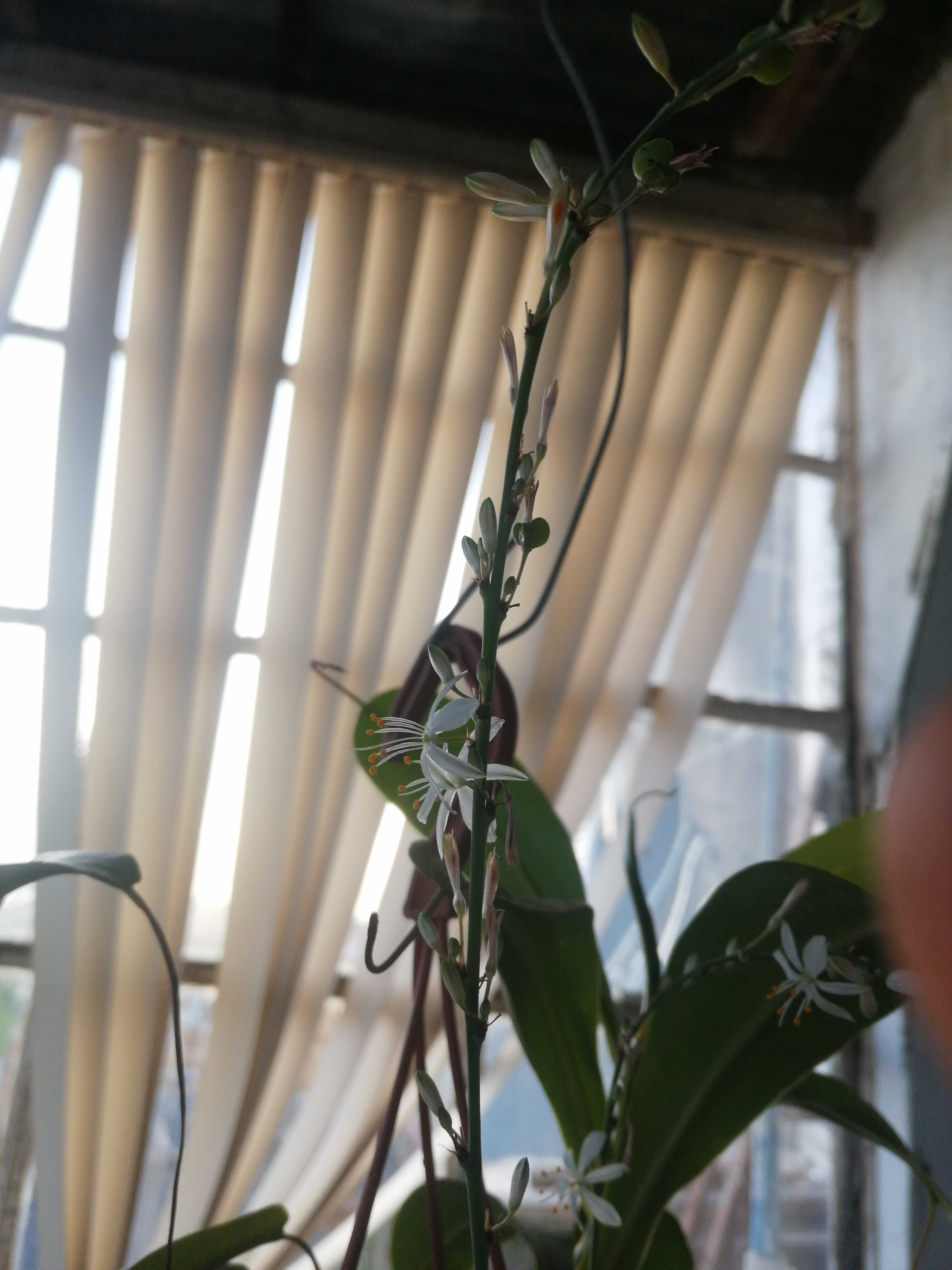 Planta Anthericum liliago