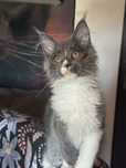 Kotka maine coon