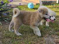 Suczka Akita Inu