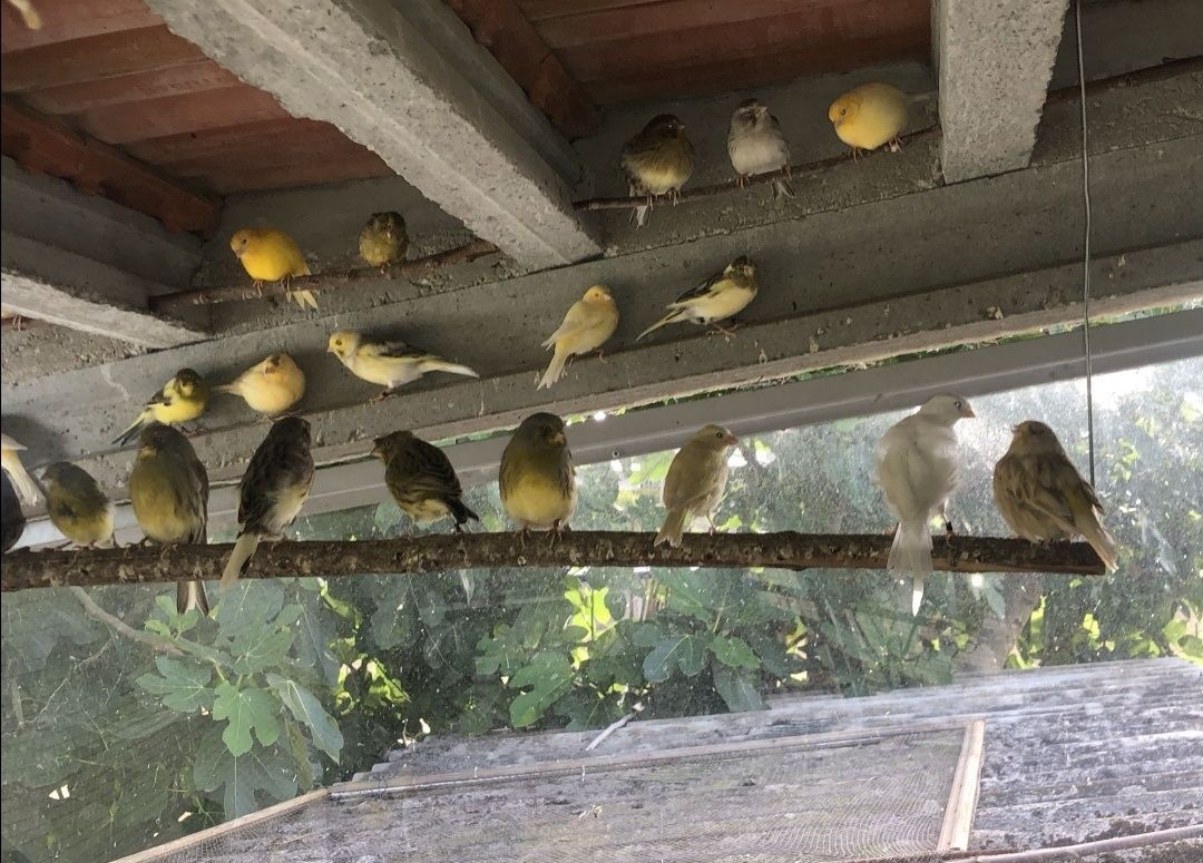 Vendo mandarins e canários