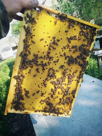 Продаю пчелопакети, бджолопакеты 3+1