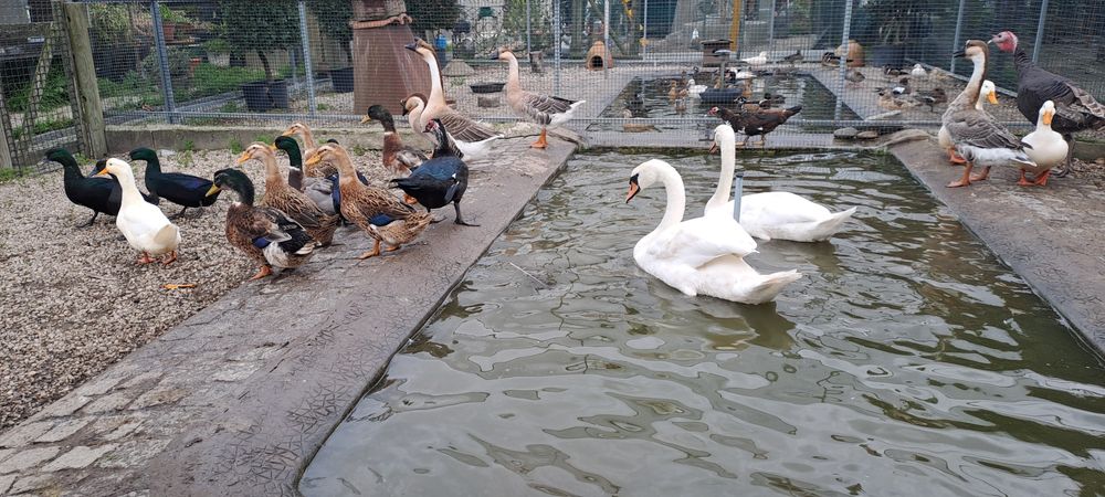 Gansos e vários patos