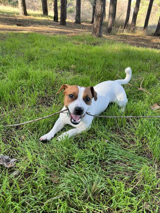 Хлопчик Джек Рассела шукає дівчинку для в'язки у Кропивницькому