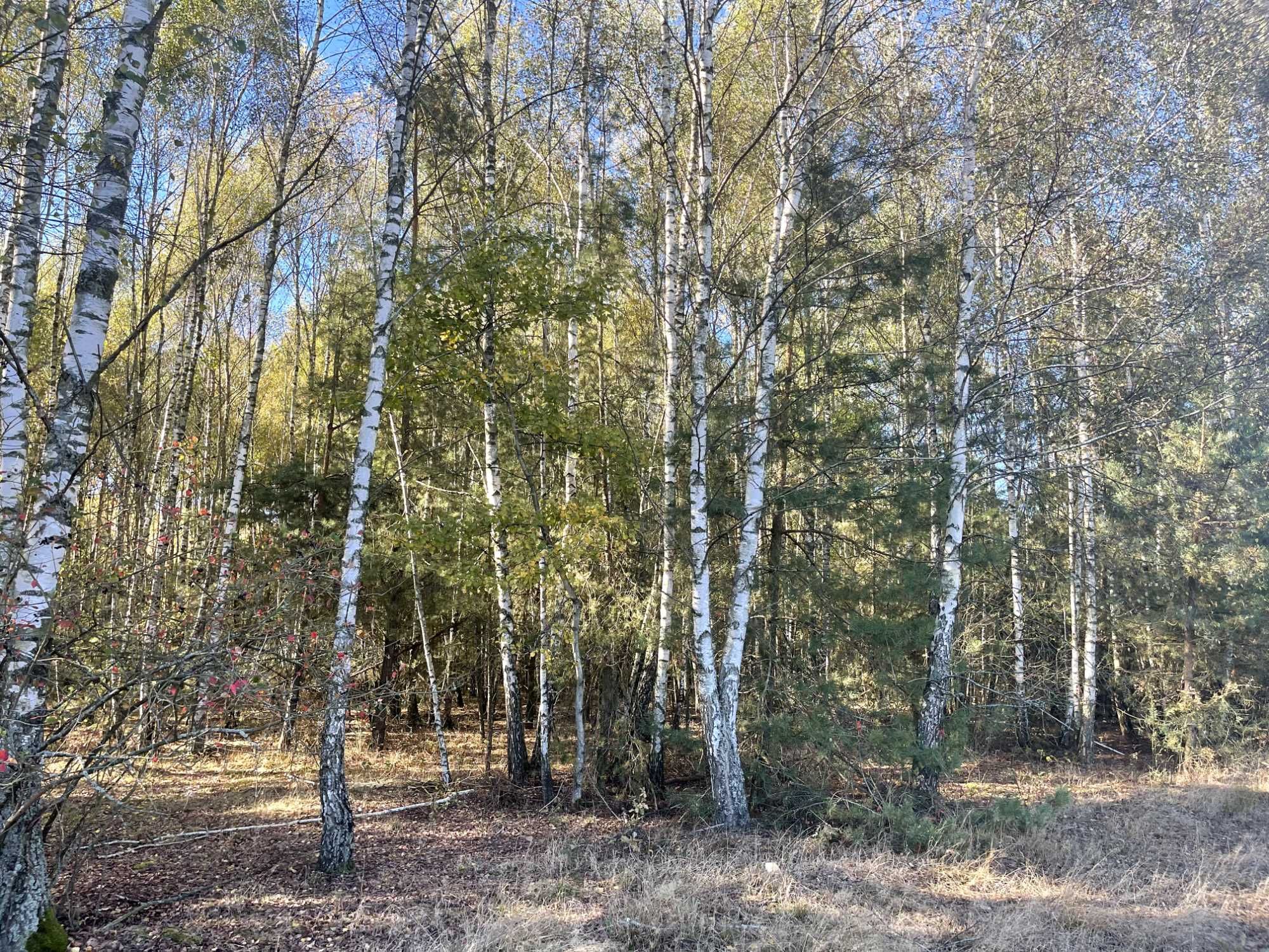 Budowlane, Żabieniec g. Parysów, przy granicy z g. Garwolin i g.Pilawa