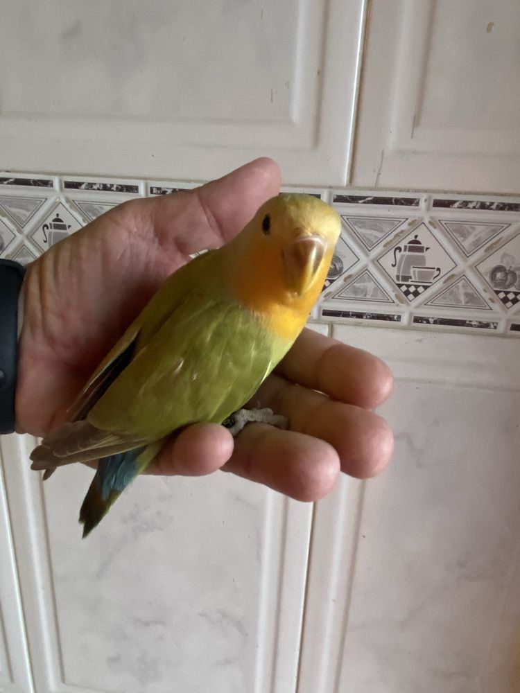 Agapornis domesticado -grande promoção