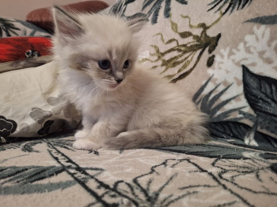 Ragdoll- chłopczyk blue point mitted lynx