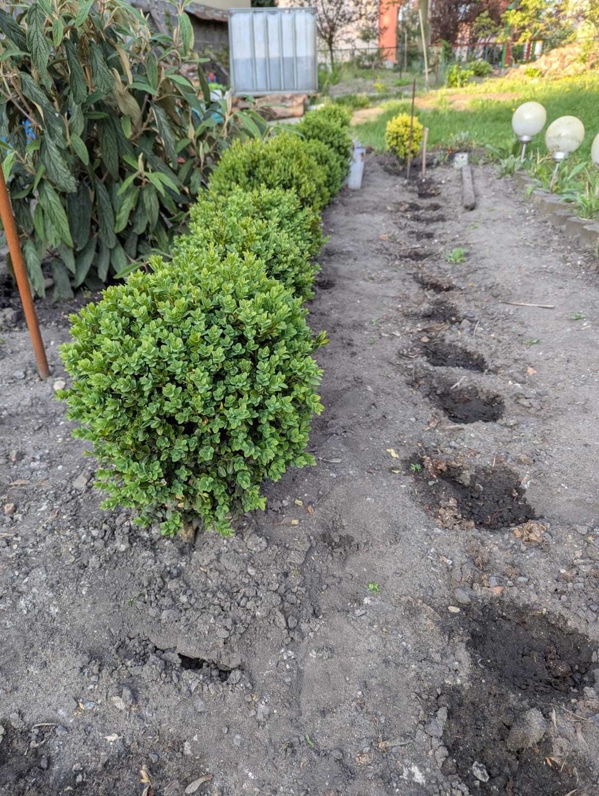 Bukszpan wieczniezielony kula 40cm lub 50cm, dostępne 19szt., Katowice