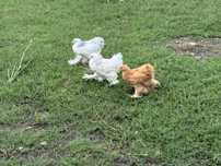 3 miesieczne Brahmy, Brahma różne kolory. brahma gronostajowa