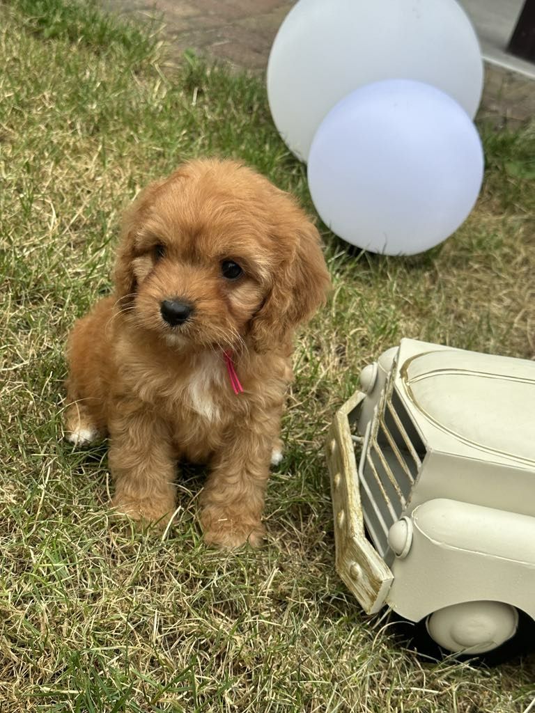 Przesliczna dziewczynka Cavapoo