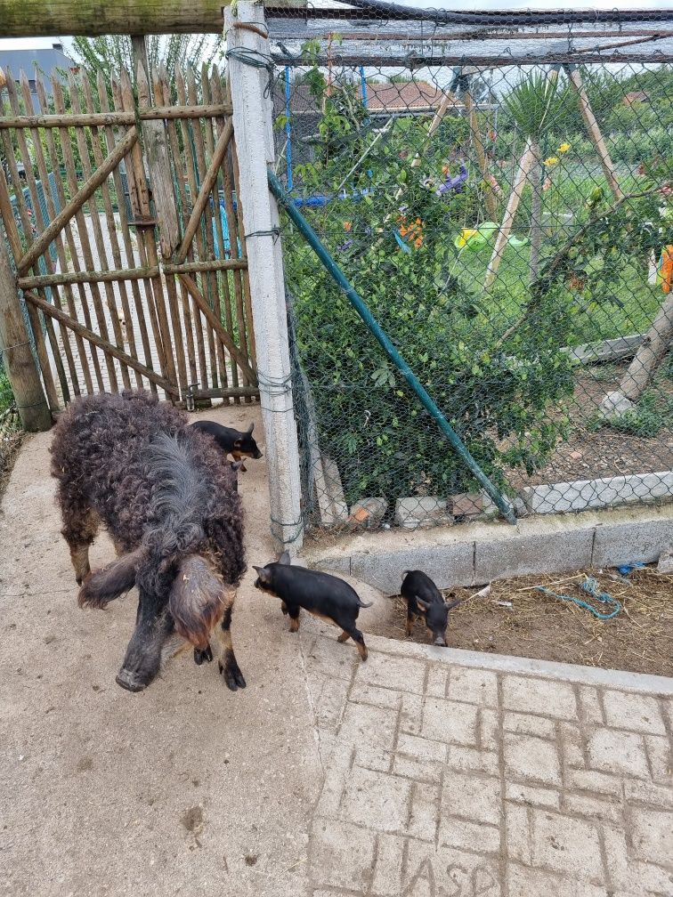 Porco mangalitsa puros ou porco ovelha