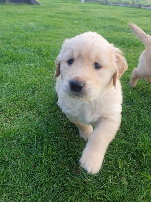 Golden Retriever linia amerykańska / piesek / szczeniak /rodowód ZK.PL