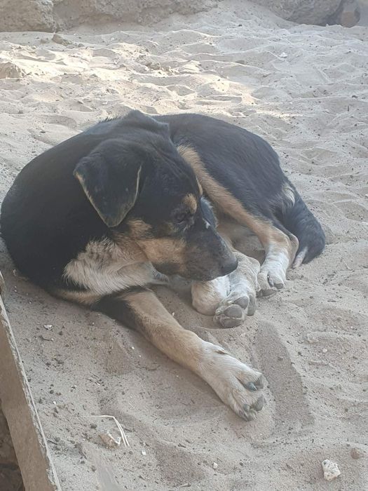 Стерилизованные и вакцинированые щенки, ждут свою семью.