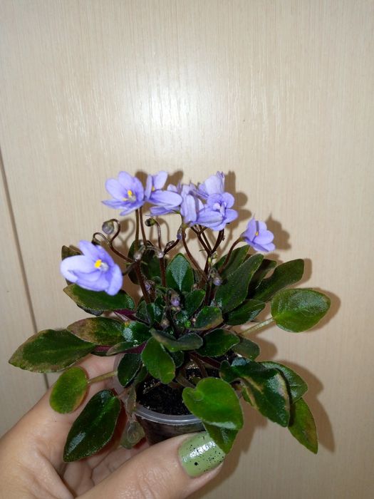 Трейлер. Фіалки. Сенполії