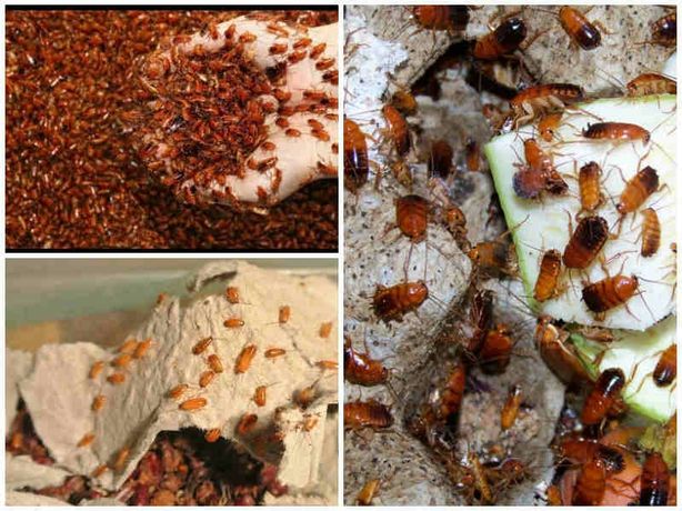 туркменский таракан 

Питательный корм для многих
Ж