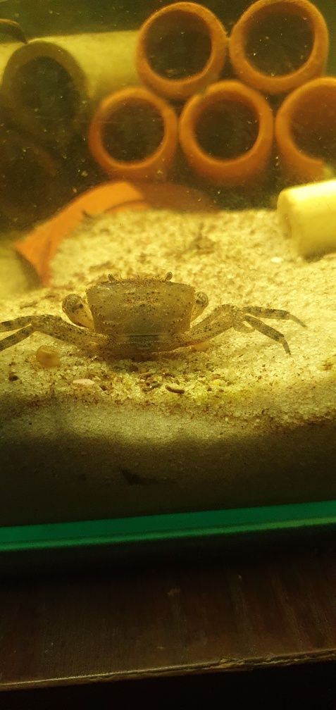 Mini krab wodny mekhong