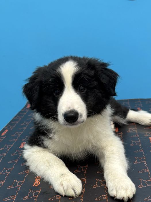 Border Collie szczeniak