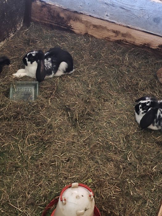 Króliki młode z własnej hodowli