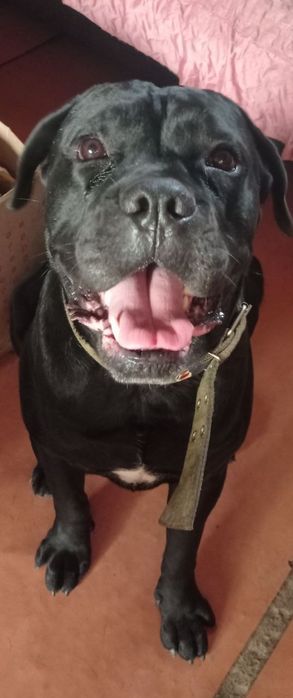 Продам щенков Кане корсо