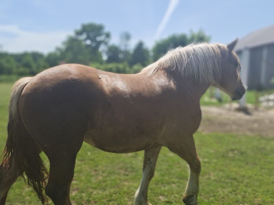 Konie zimnokrwiste sokólskie (programowe)
