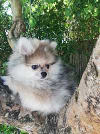 Spitz alemão anão/Lulu da Pomerânia Anão