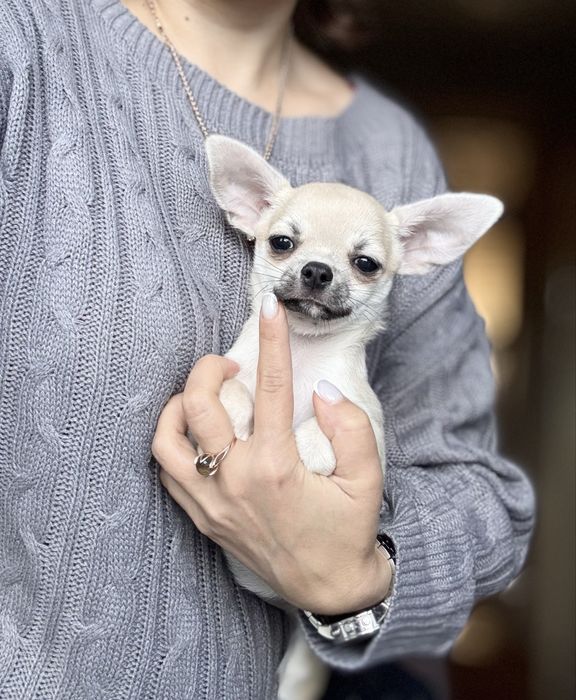 Гарнюня -хлопчик без недоліків! КСУ