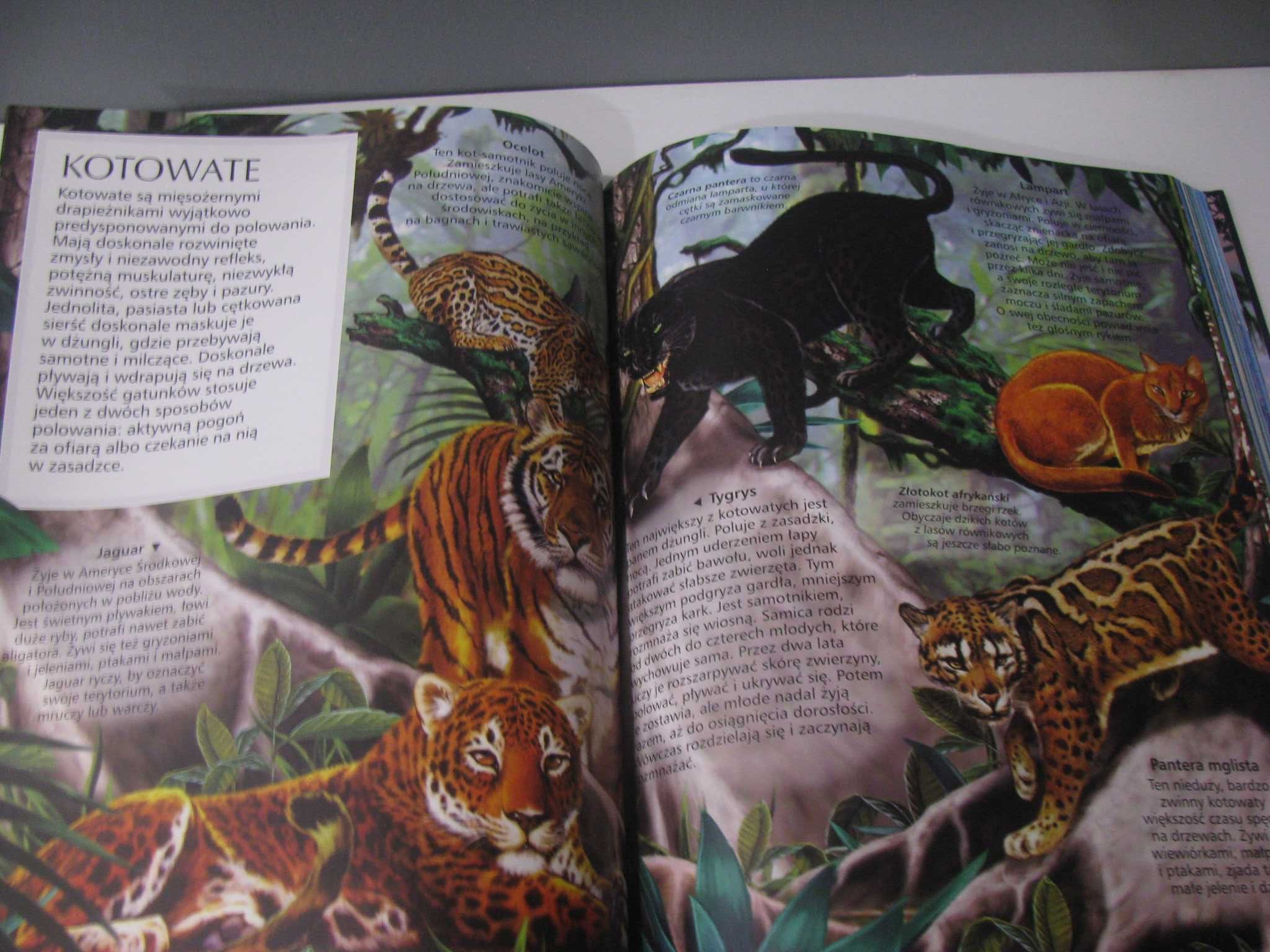 Encyklopedia zwierzęta 294 str. bogato ilustrowana