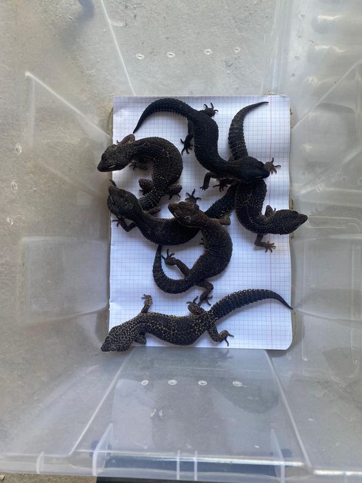 Gekon lamparci Black night