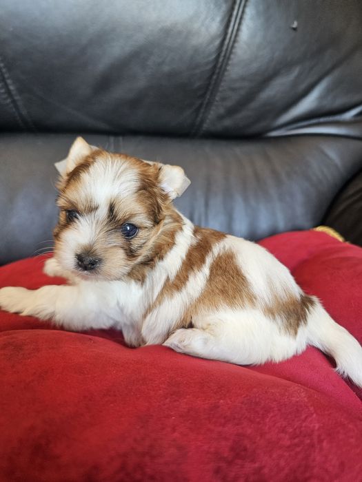 York terrier golddust rezerwacja